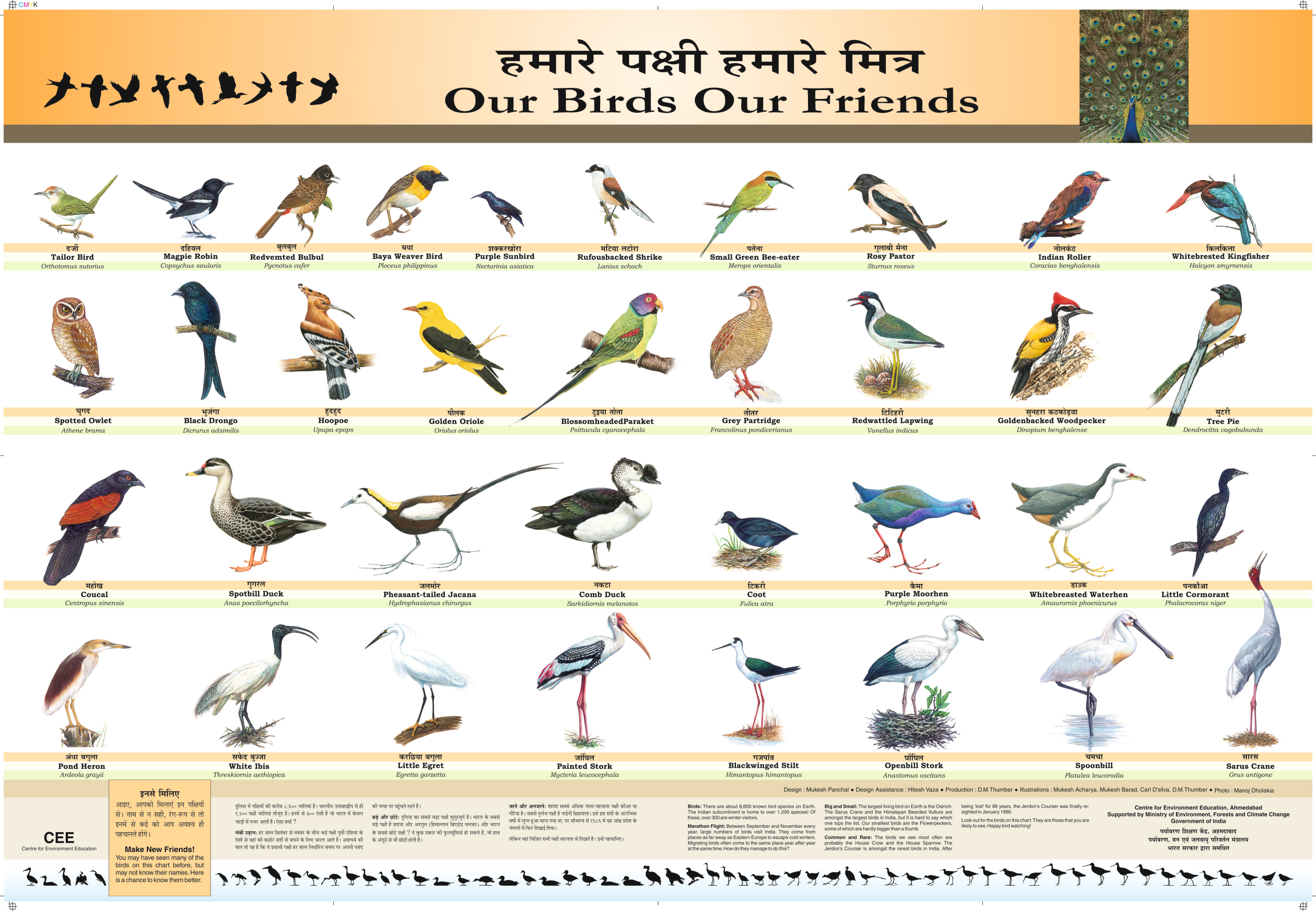 Bird Years Chart