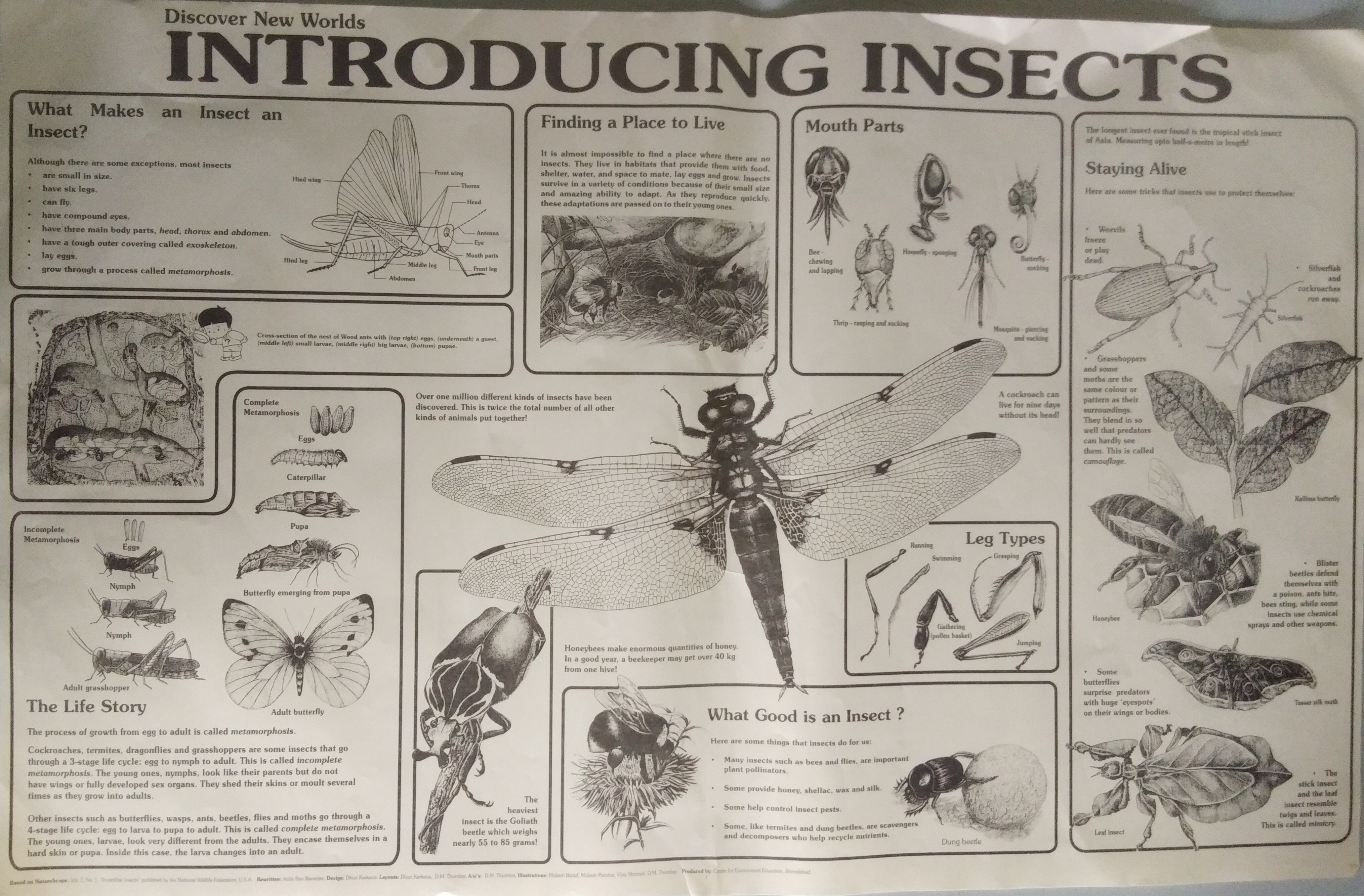 Insect Chart